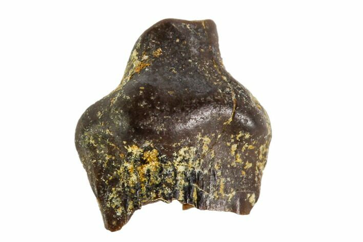 Fossil Pachycephalosaur Tooth - Montana #108174